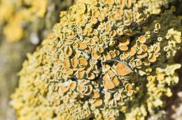 Yellow lichen